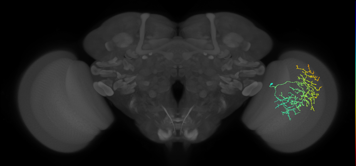 Cm17_R (MaleCNS:33665)