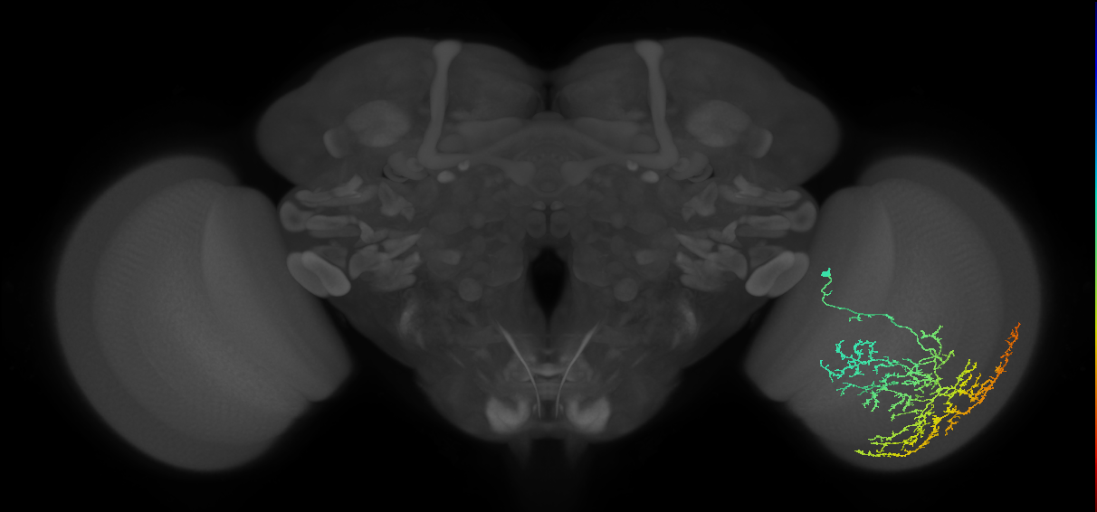 Cm17_R (MaleCNS:24219)