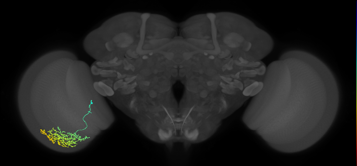 Cm17_L (MaleCNS:24154)