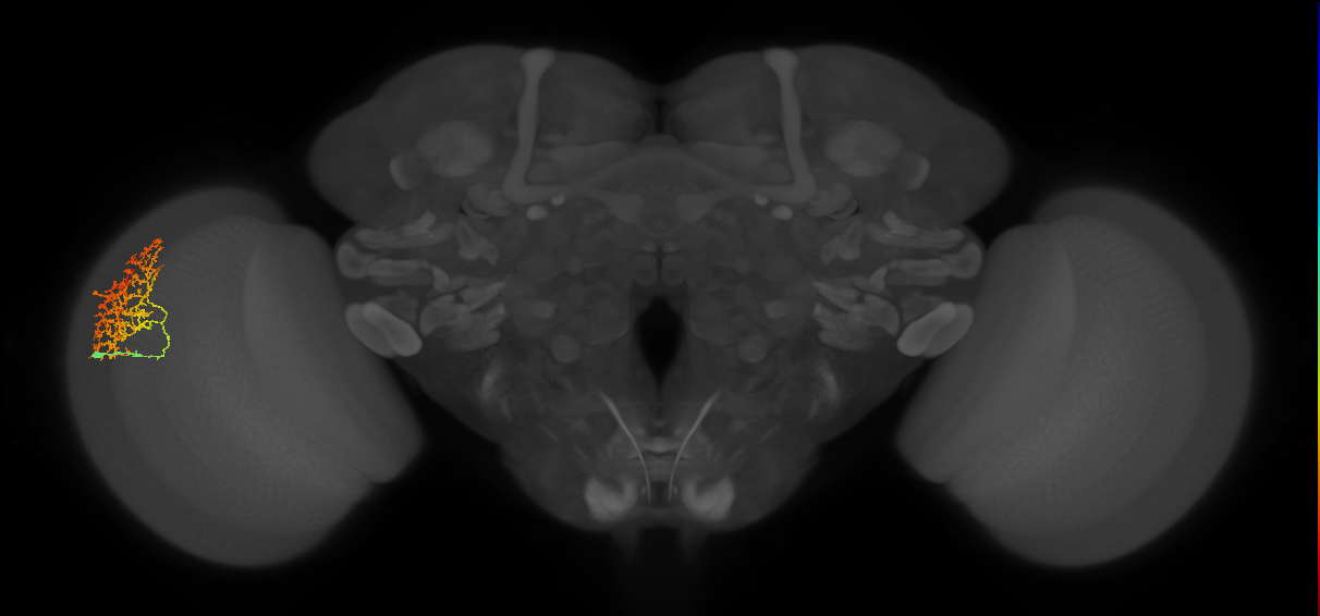 Cm17_L (MaleCNS:41003)