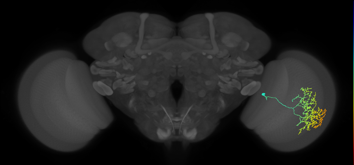 Cm17_R (MaleCNS:25048)