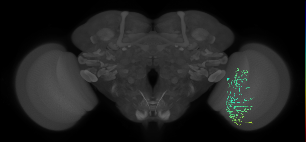 Cm17_R (MaleCNS:41767)