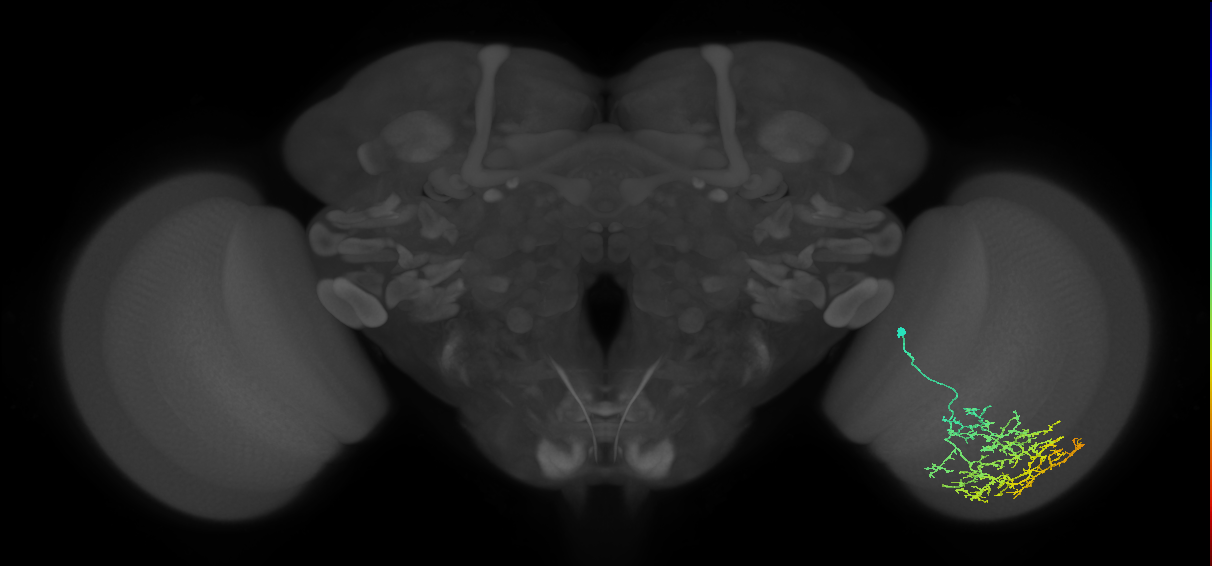 Cm17_R (MaleCNS:33443)