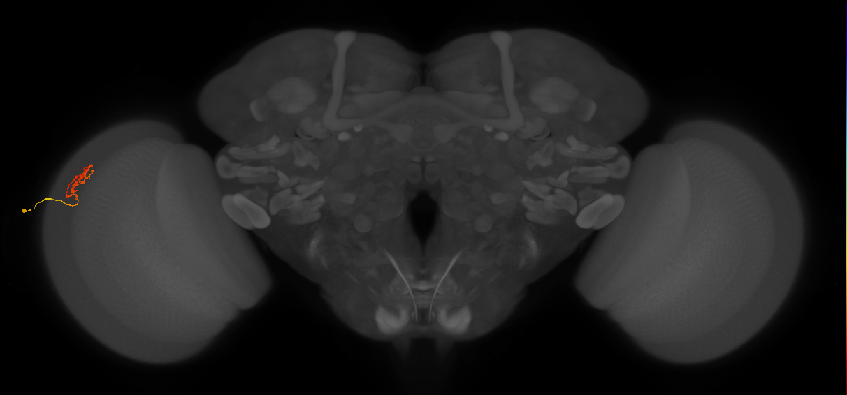 Cm18_L (MaleCNS:125412)