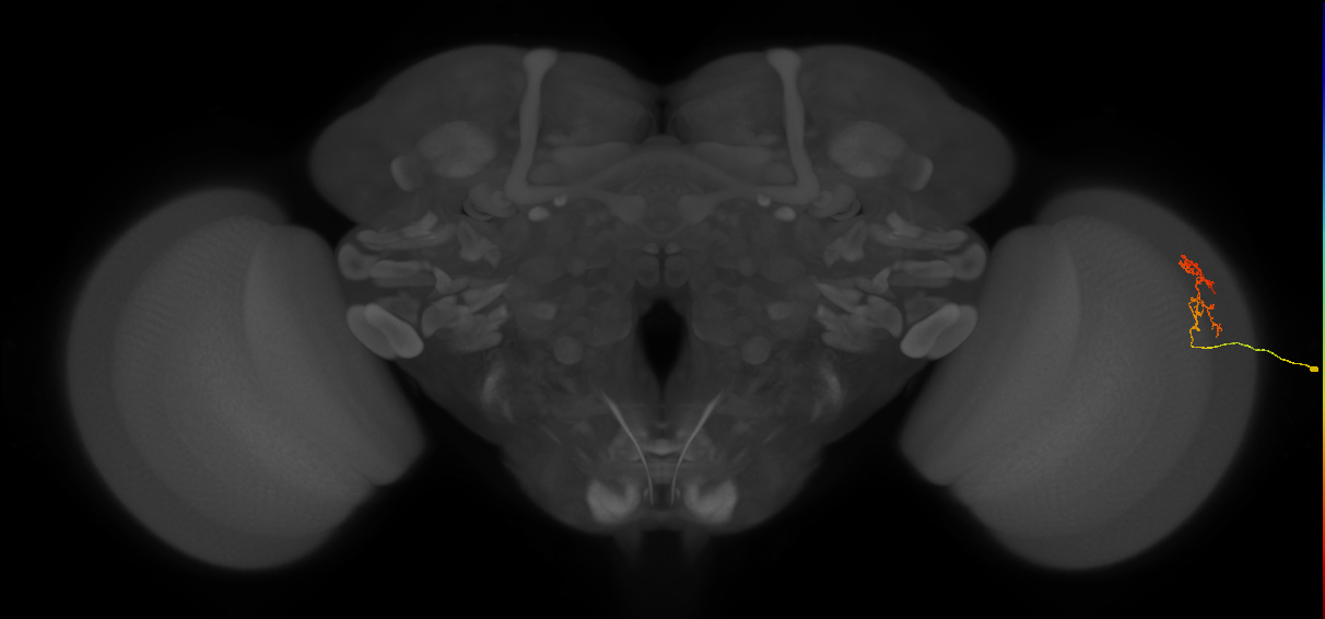Cm18_R (MaleCNS:121956)