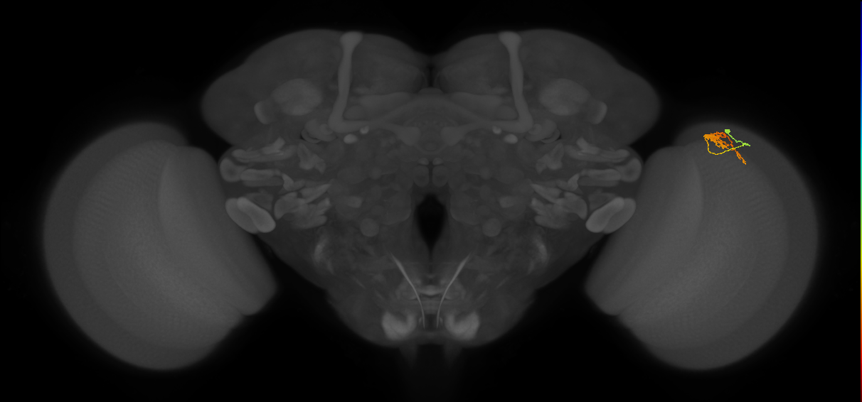 Cm18_R (MaleCNS:106955)