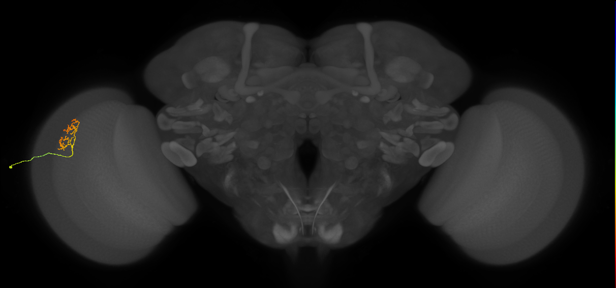 Cm18_L (MaleCNS:151852)