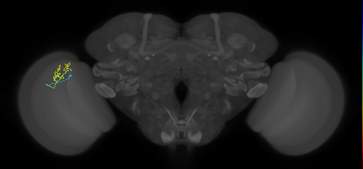 Cm18_L (MaleCNS:191348)