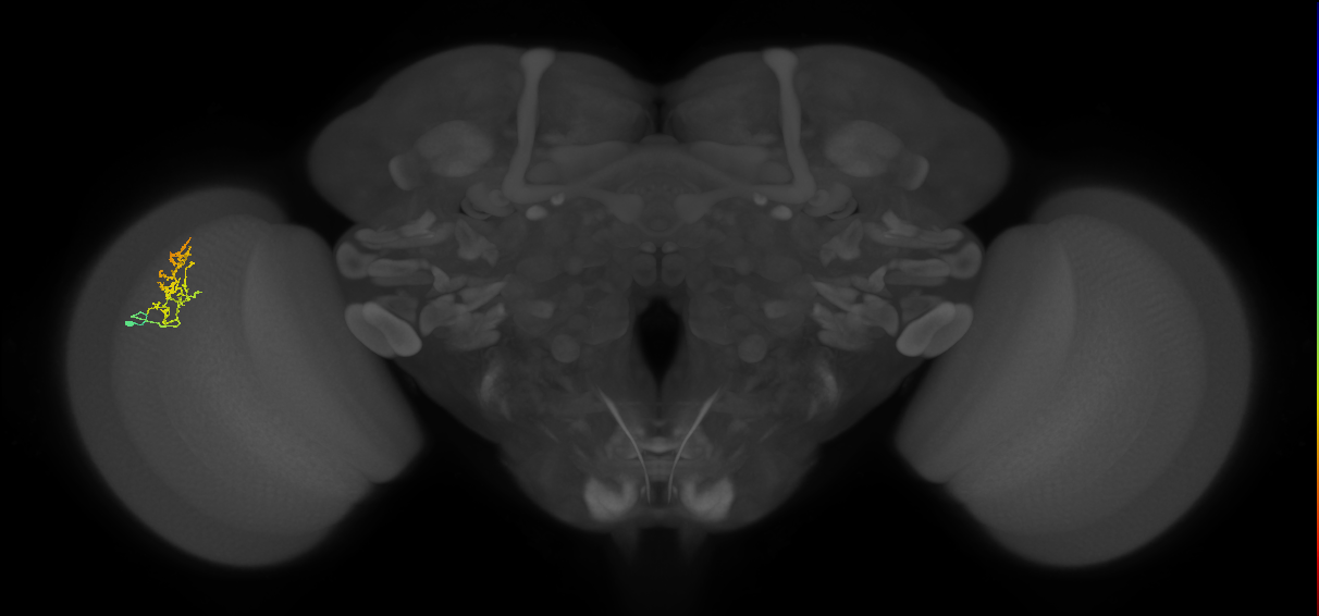 Cm18_L (MaleCNS:42407)