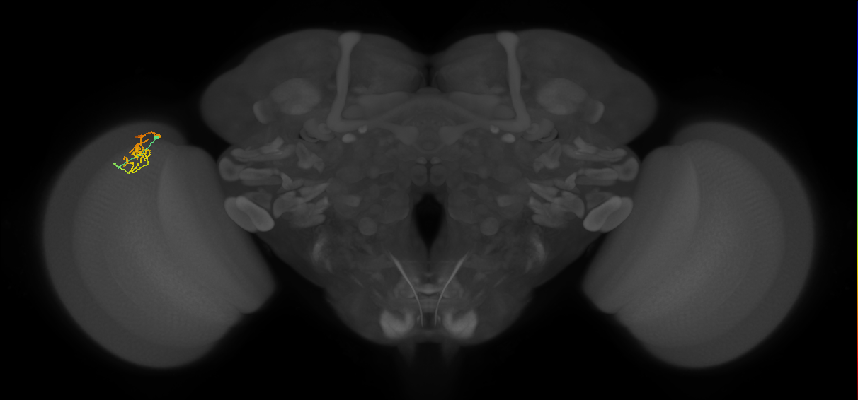 Cm18_L (MaleCNS:160781)