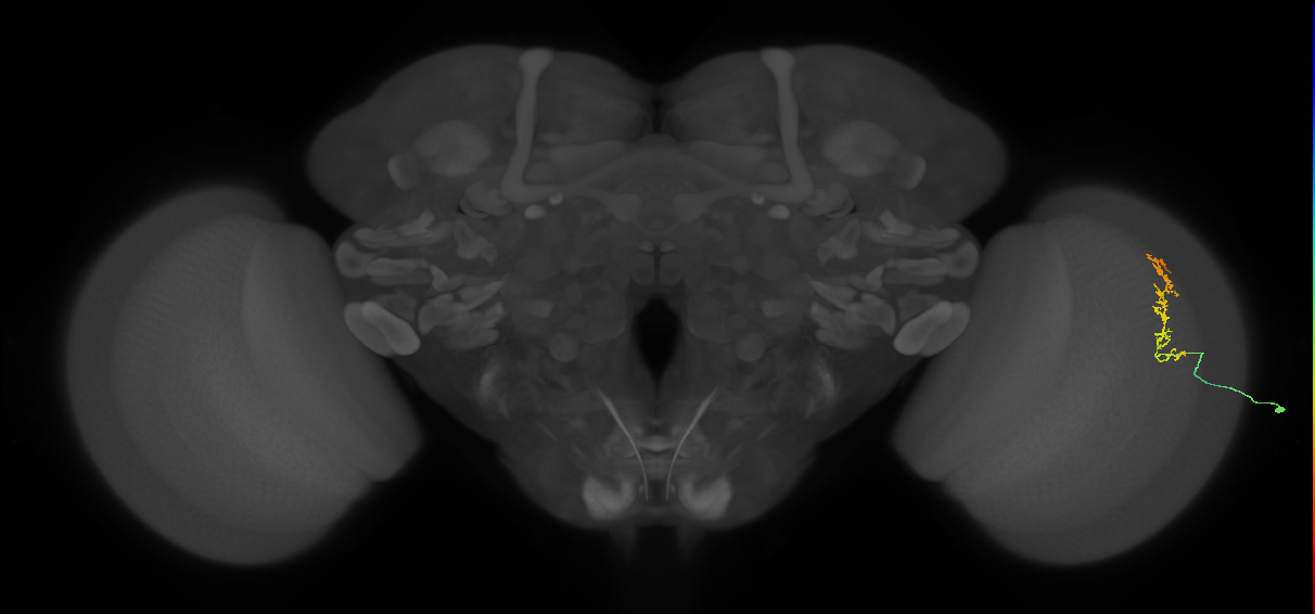 Cm18_R (MaleCNS:43159)