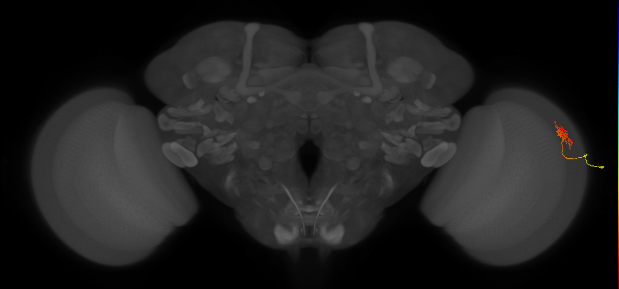 Cm18_R (MaleCNS:112869)