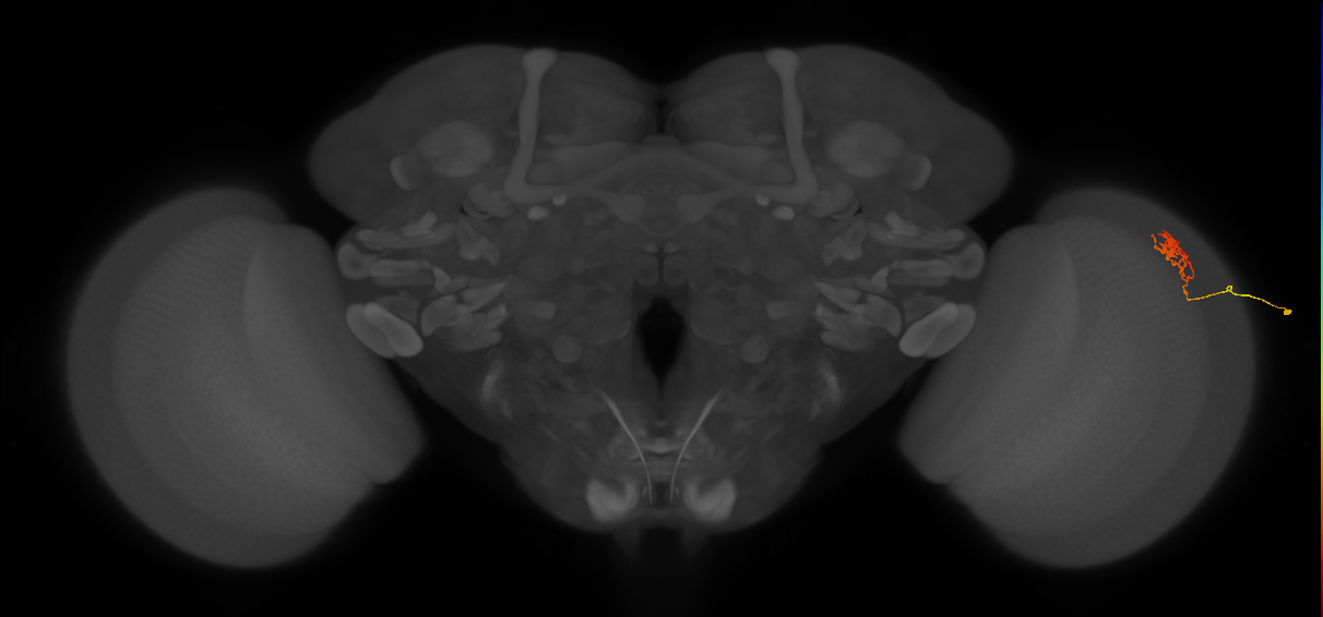 Cm18_R (MaleCNS:116693)