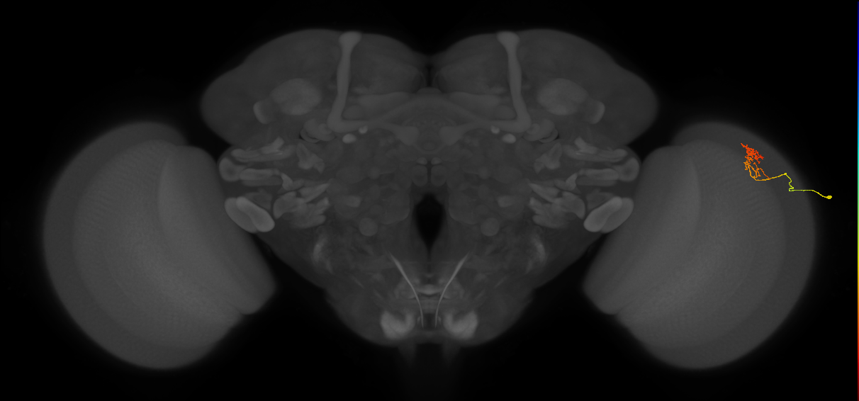 Cm18_R (MaleCNS:120895)