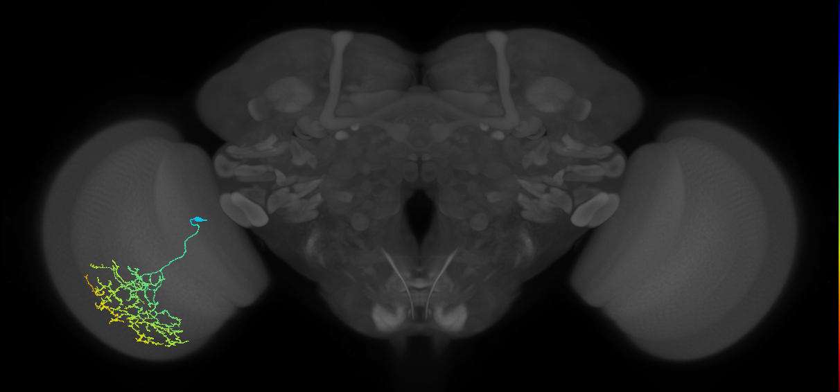 Cm19_L (MaleCNS:39705)
