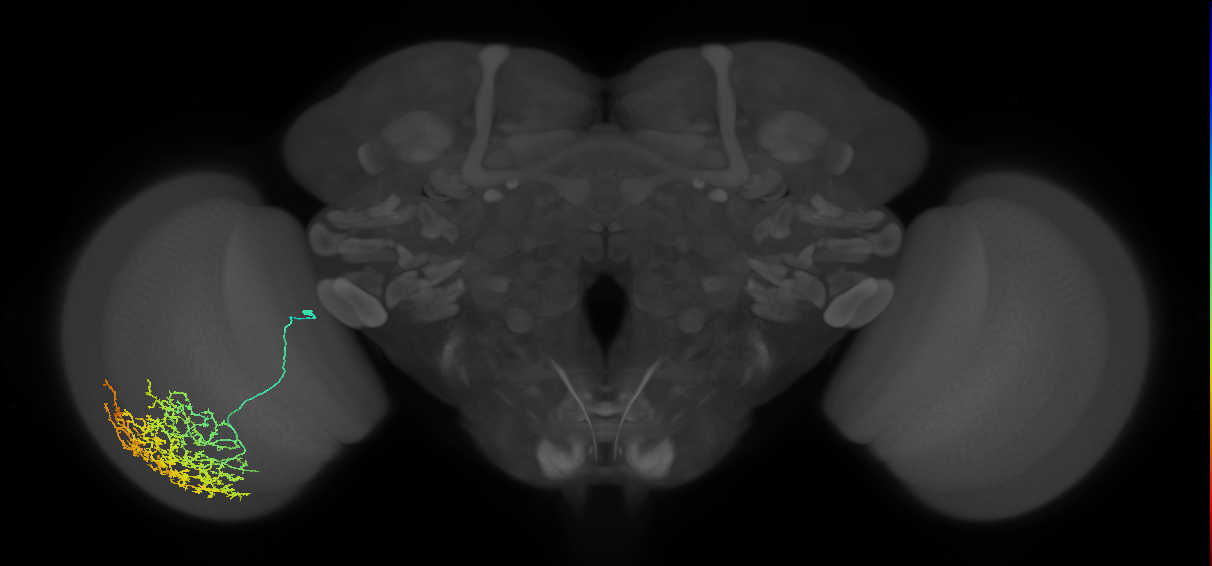 Cm19_L (MaleCNS:13455)