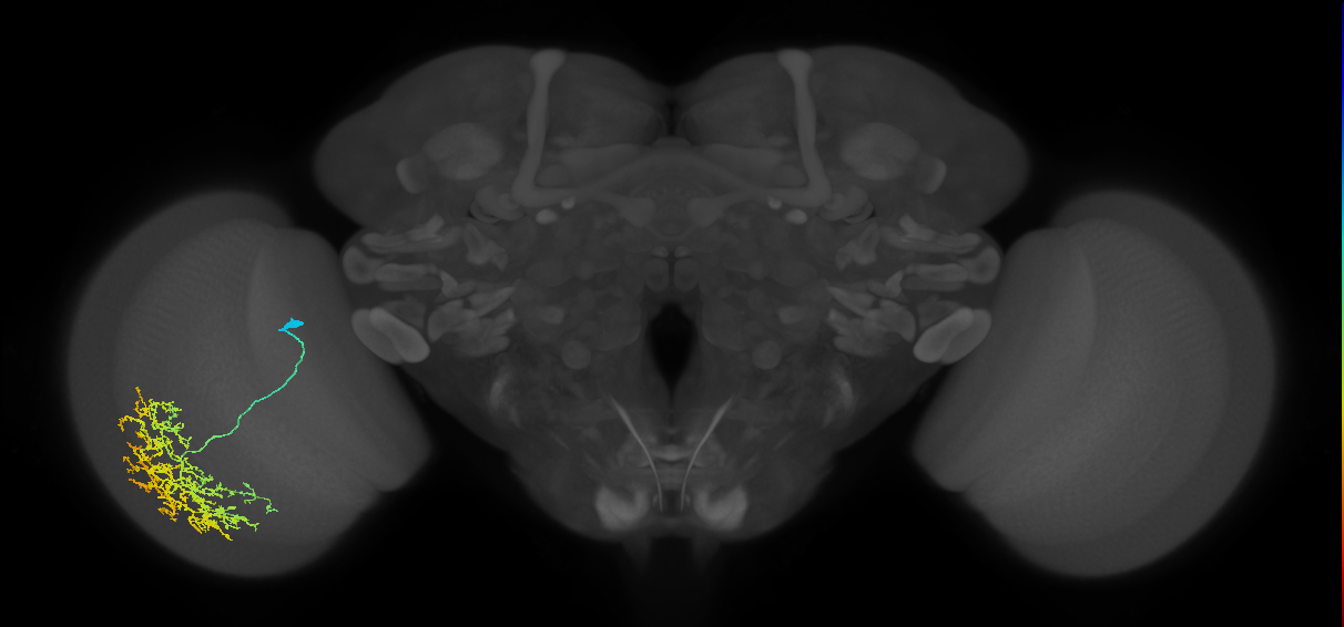 Cm19_L (MaleCNS:25247)