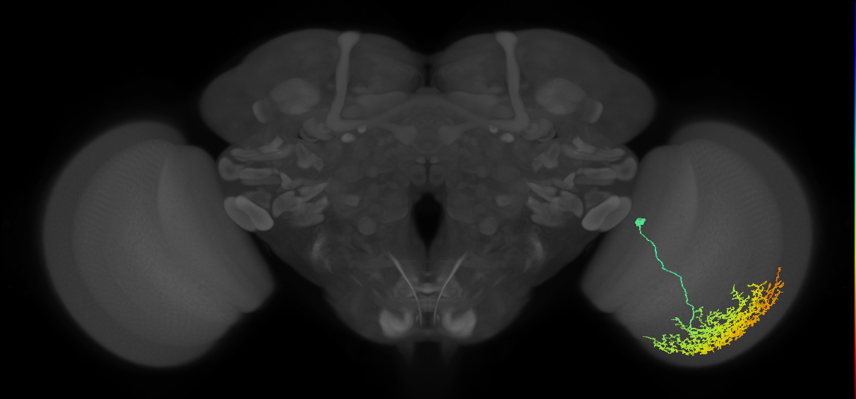 Cm19_R (MaleCNS:19078)