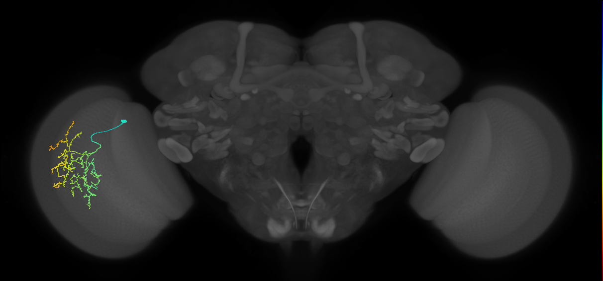Cm19_L (MaleCNS:229592)