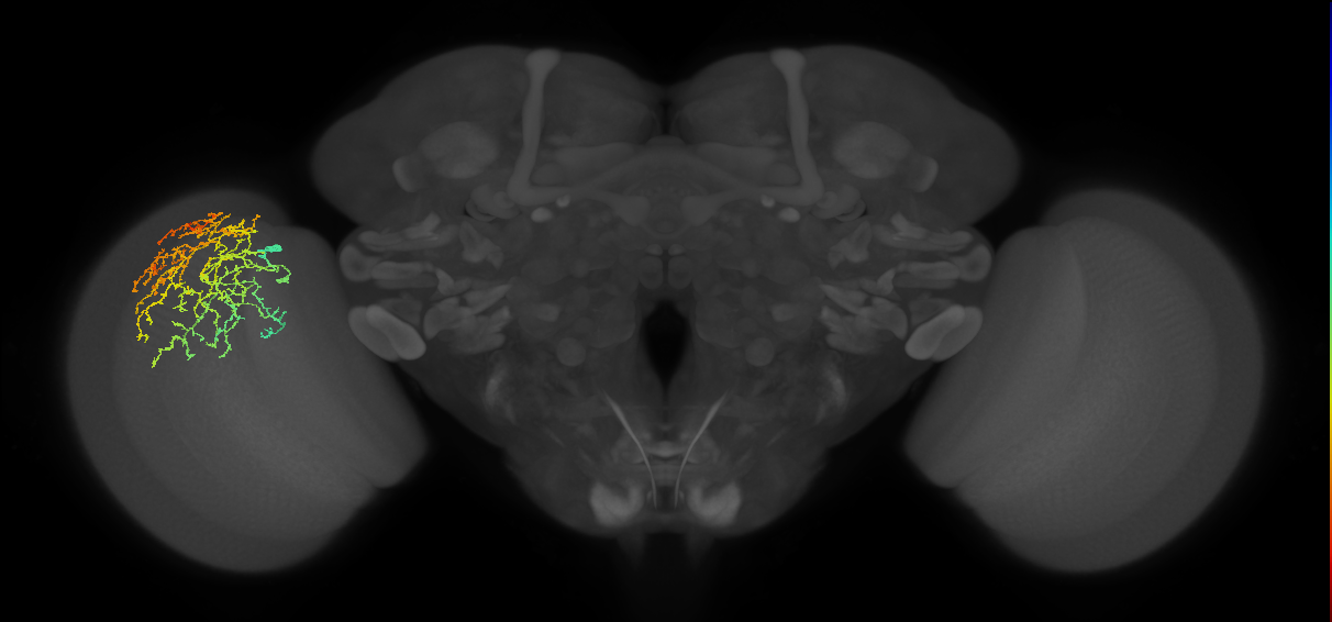 Cm19_L (MaleCNS:28009)