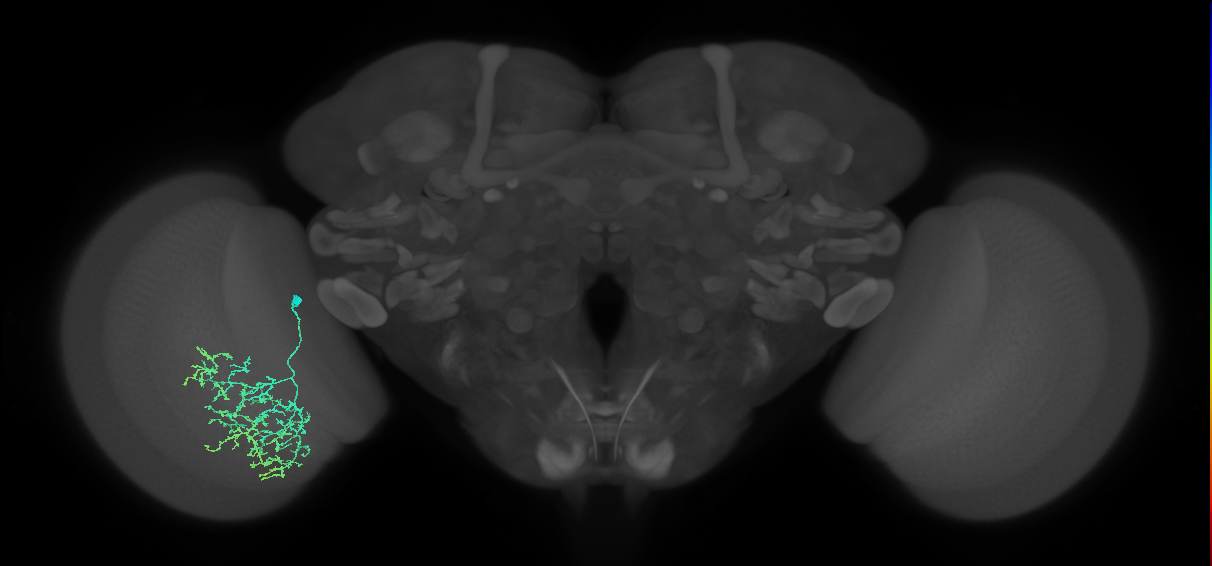 Cm19_L (MaleCNS:533695)