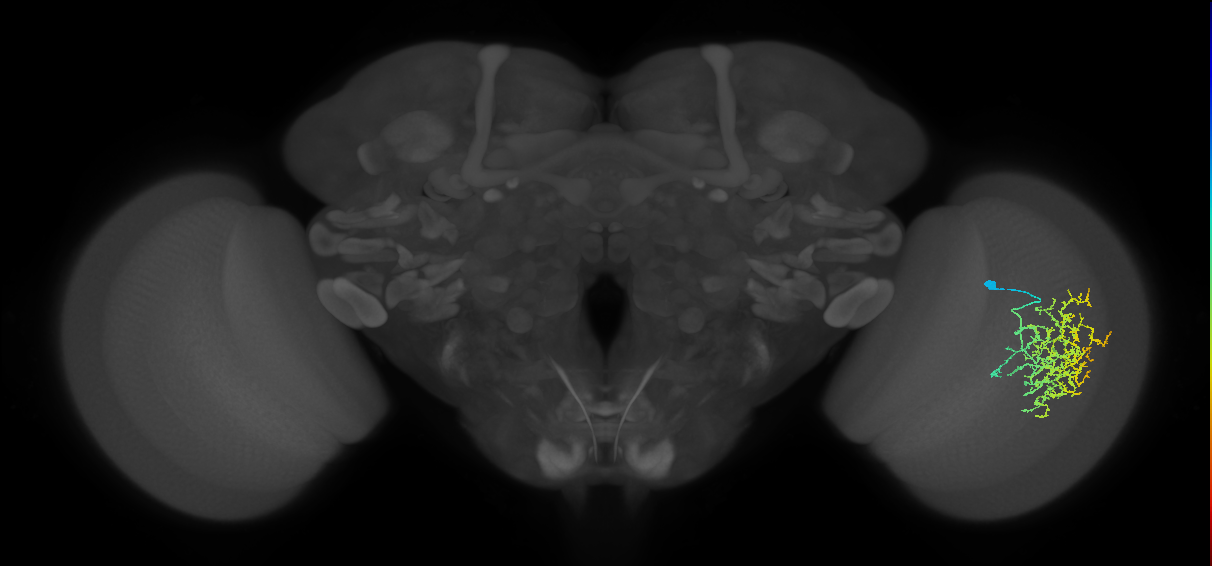 Cm19_R (MaleCNS:31510)
