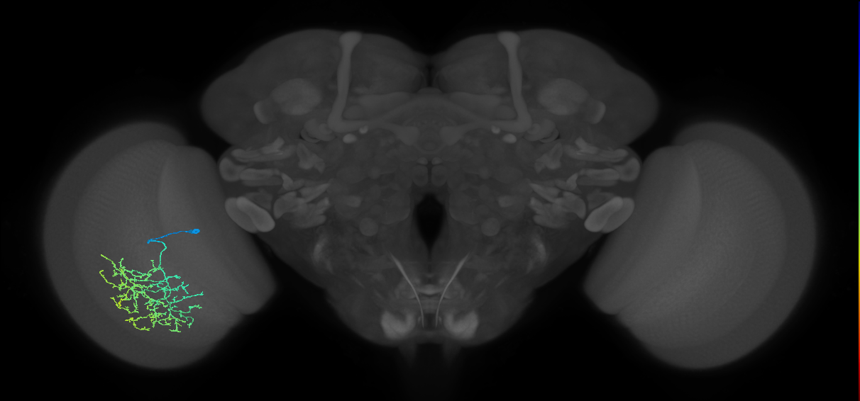 Cm19_L (MaleCNS:537960)