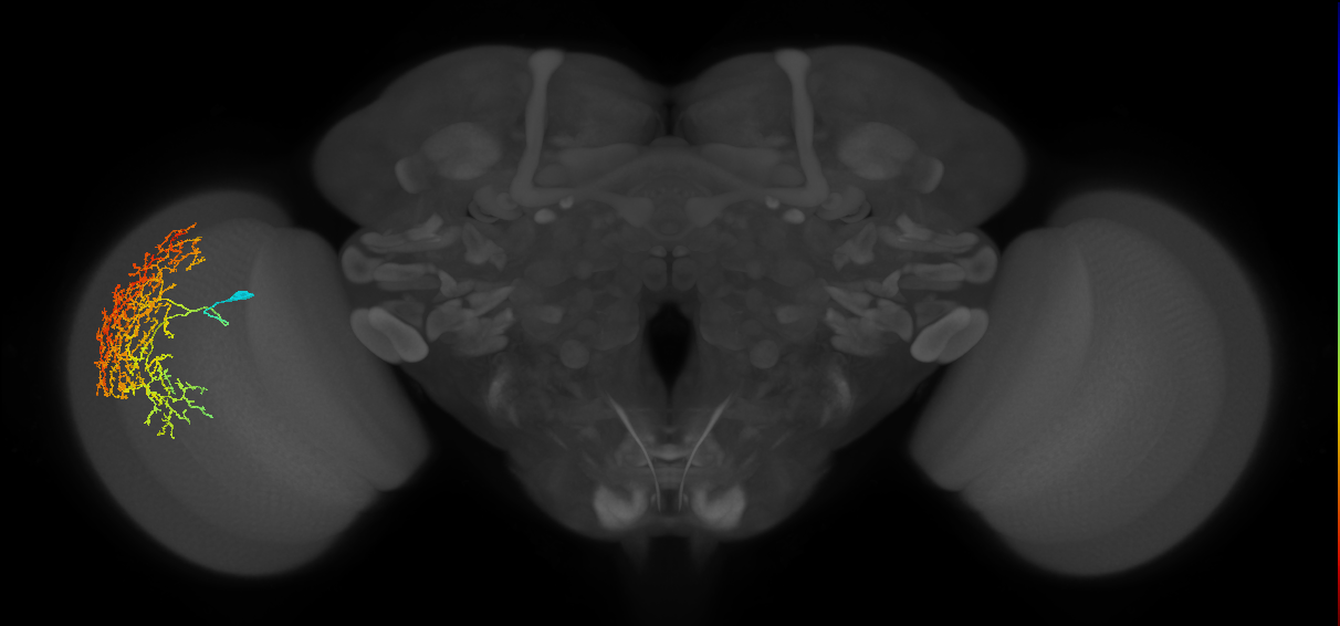 Cm19_L (MaleCNS:22015)