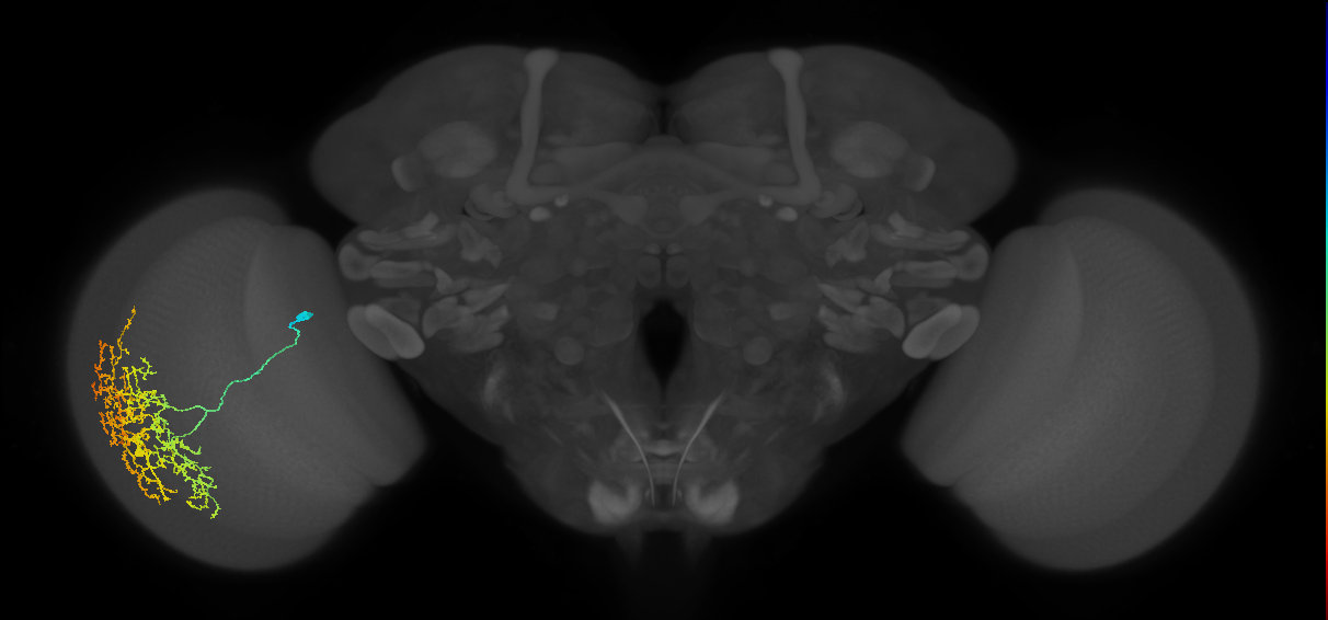Cm19_L (MaleCNS:516321)