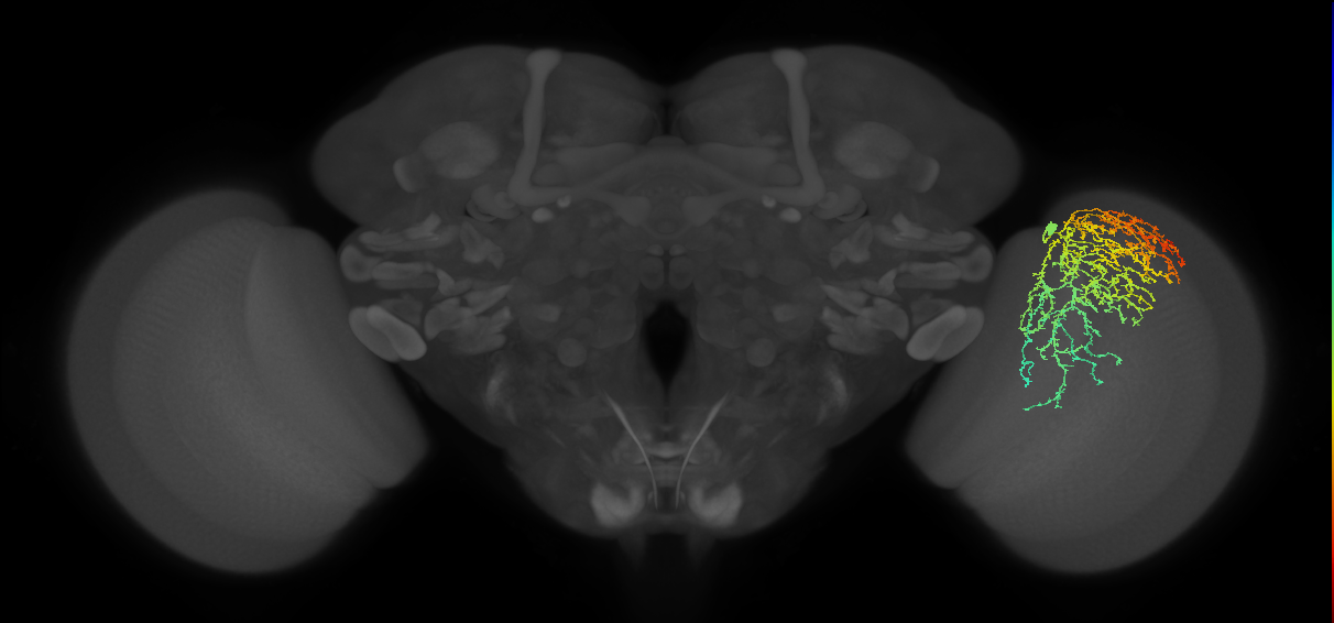 Cm19_R (MaleCNS:23111)