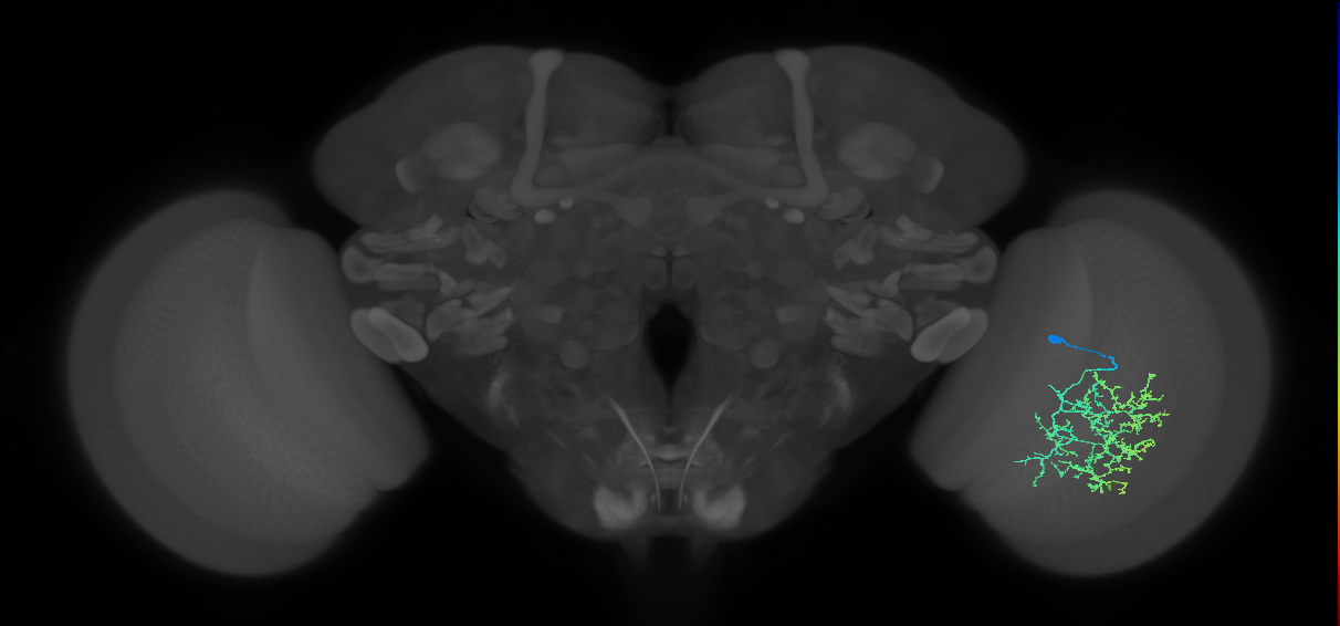 Cm19_R (MaleCNS:23582)
