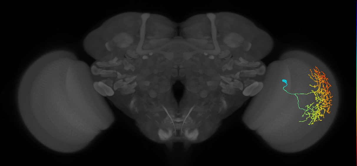 Cm19_R (MaleCNS:22342)