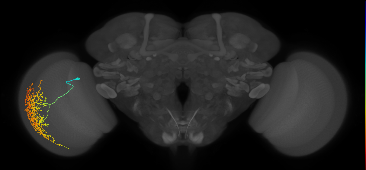 Cm19_L (MaleCNS:18095)