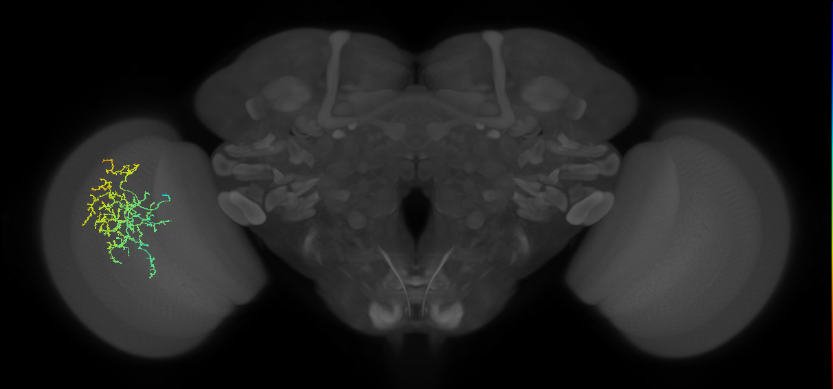 Cm19_L (MaleCNS:511980)
