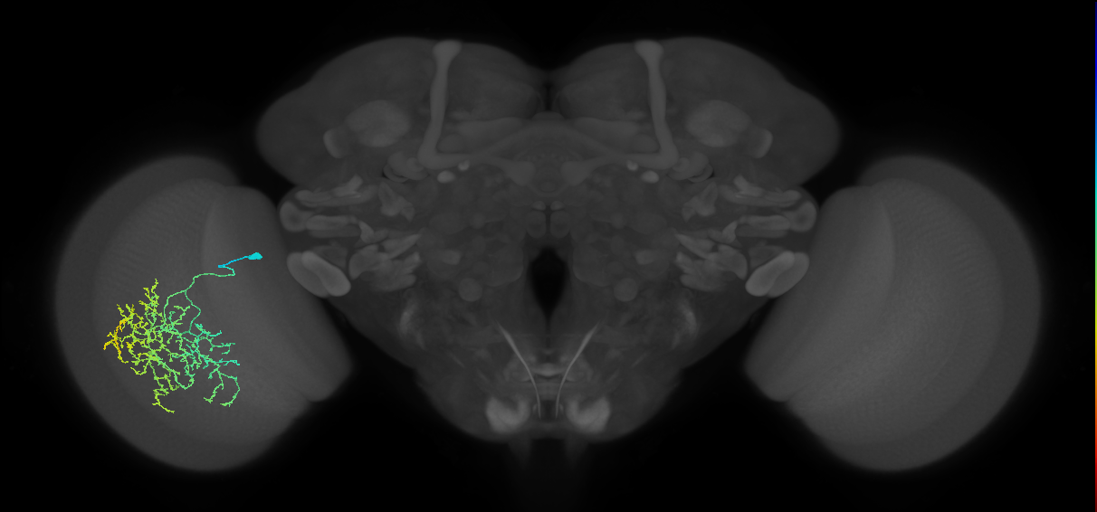 Cm19_L (MaleCNS:514942)