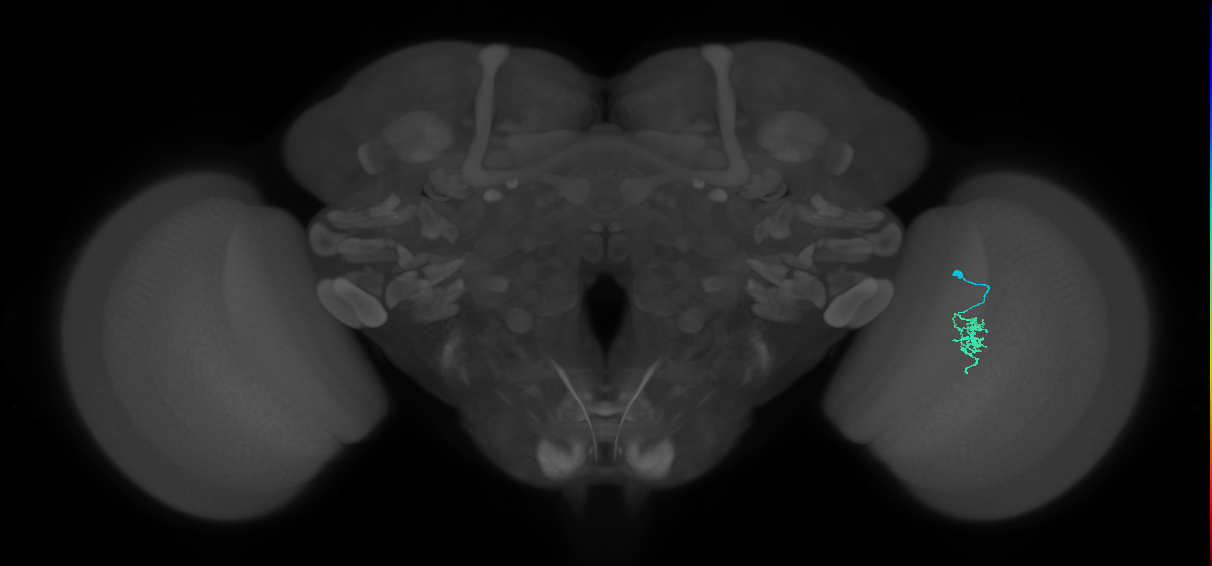 Cm2_R (MaleCNS:124212)