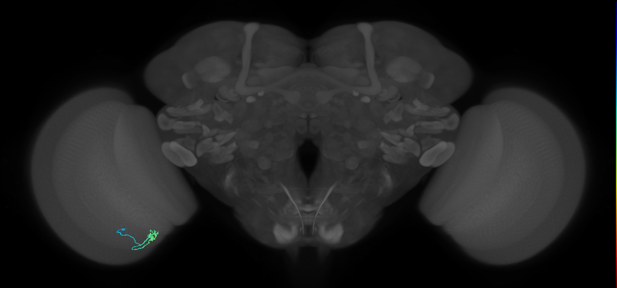 Cm2_L (MaleCNS:209216)