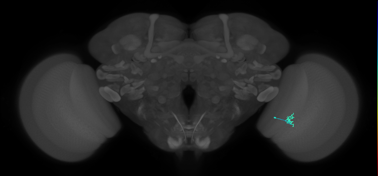 Cm2_R (MaleCNS:153969)