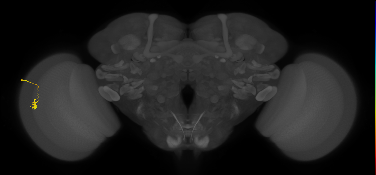 Cm2_L (MaleCNS:141668)