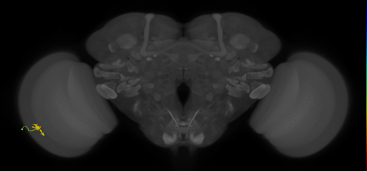 Cm2_L (MaleCNS:139930)