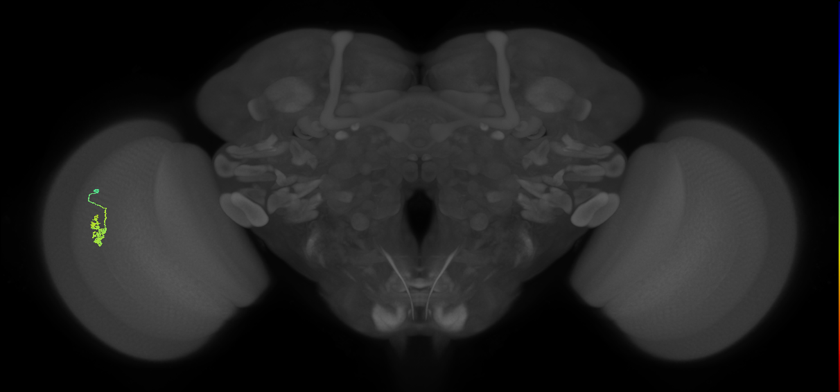 Cm2_L (MaleCNS:171153)
