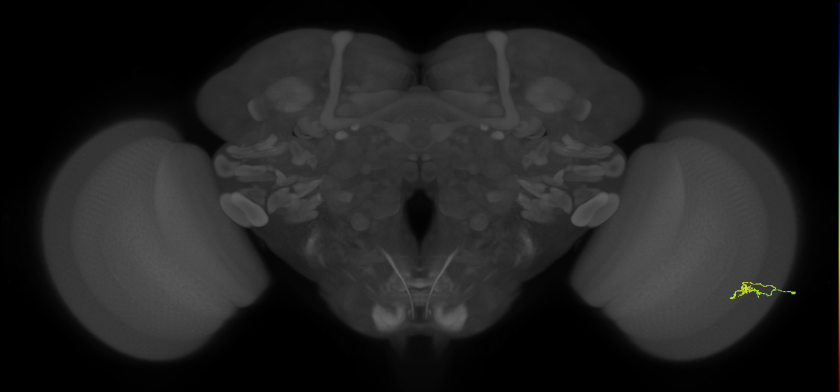 Cm2_R (MaleCNS:139403)
