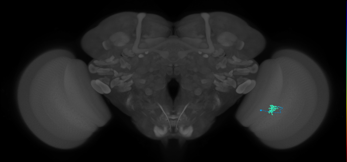 Cm2_R (MaleCNS:143379)