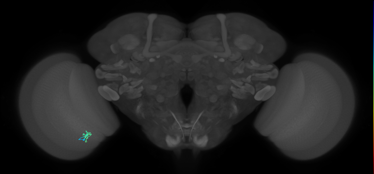 Cm2_L (MaleCNS:197231)