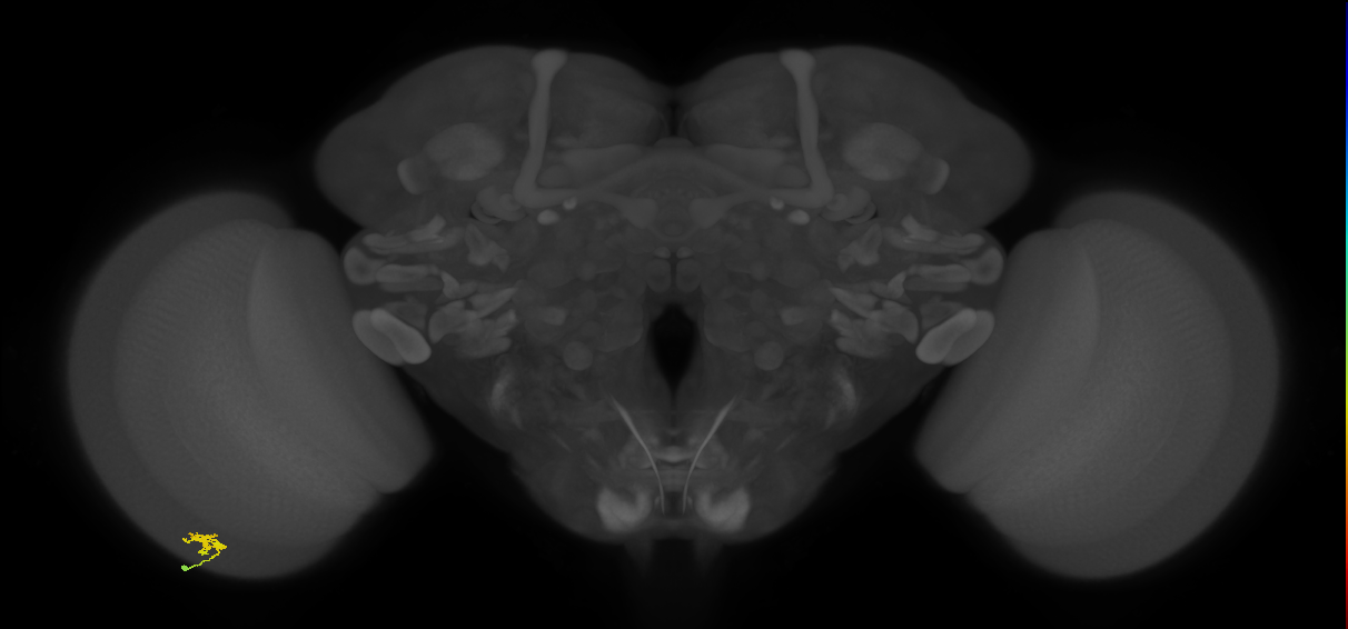 Cm2_L (MaleCNS:154788)