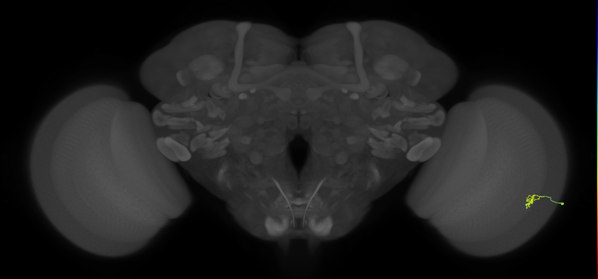 Cm2_R (MaleCNS:540394)