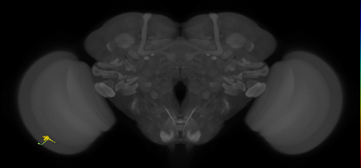 Cm2_L (MaleCNS:190848)