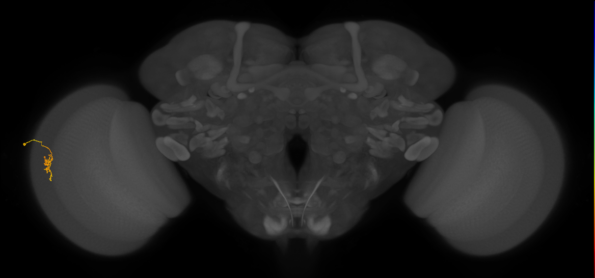 Cm2_L (MaleCNS:174686)