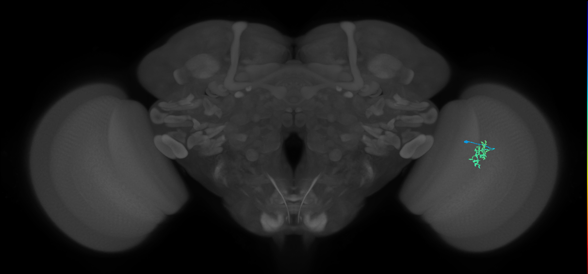 Cm2_R (MaleCNS:133008)