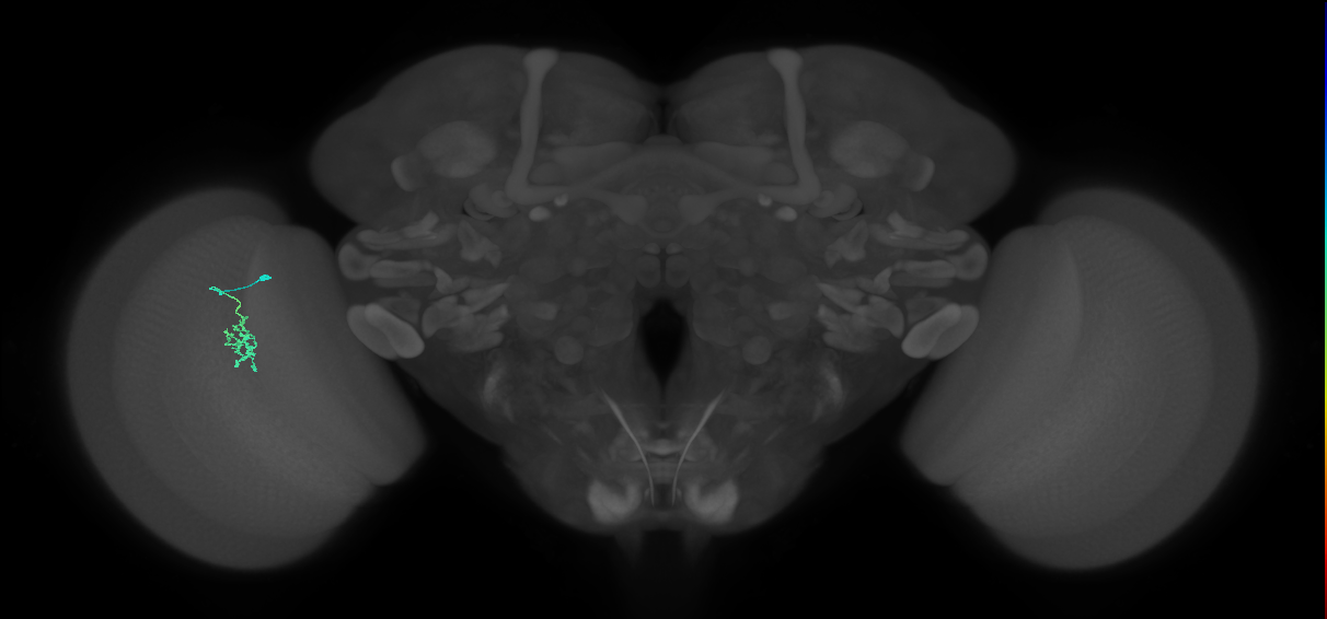 Cm2_L (MaleCNS:186620)